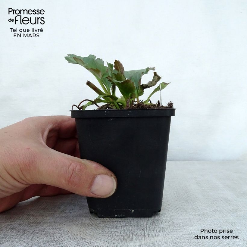 Amostra de Mukgenia Nova Flame Vaso de 8/9 cm tal como entregue na primavera