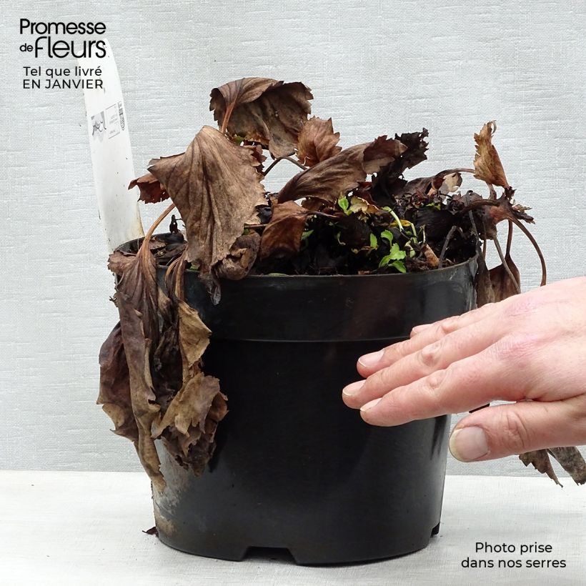 Amostra de Mukgenia Nova Flame Vaso de 3 L/4 L tal como entregue no inverno