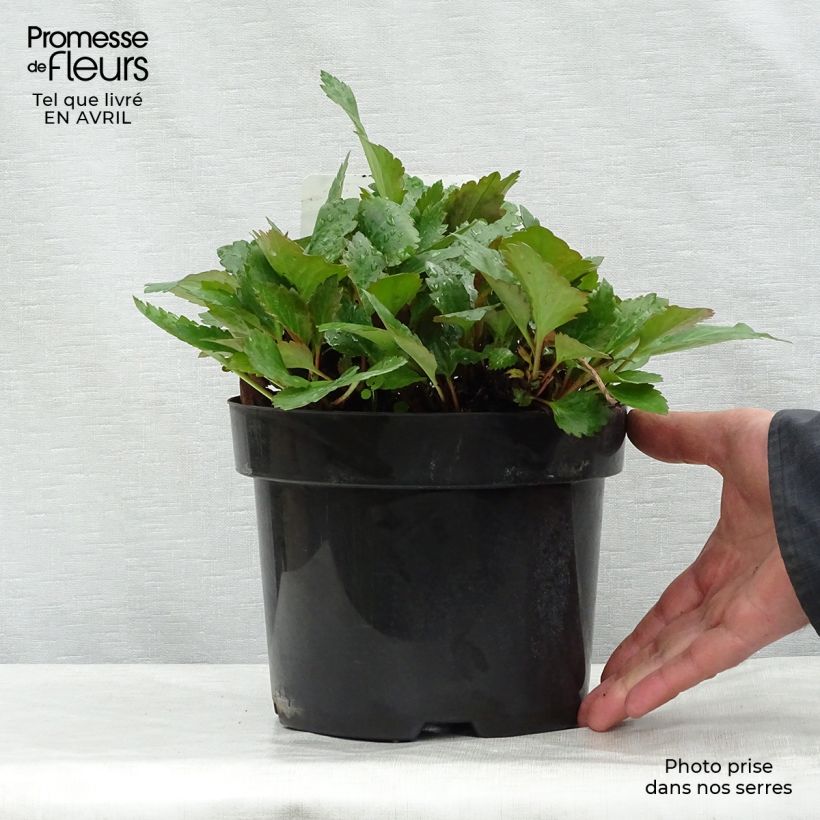 Amostra de Mukgenia Nova Flame Vaso de 3 L/4 L tal como entregue na primavera