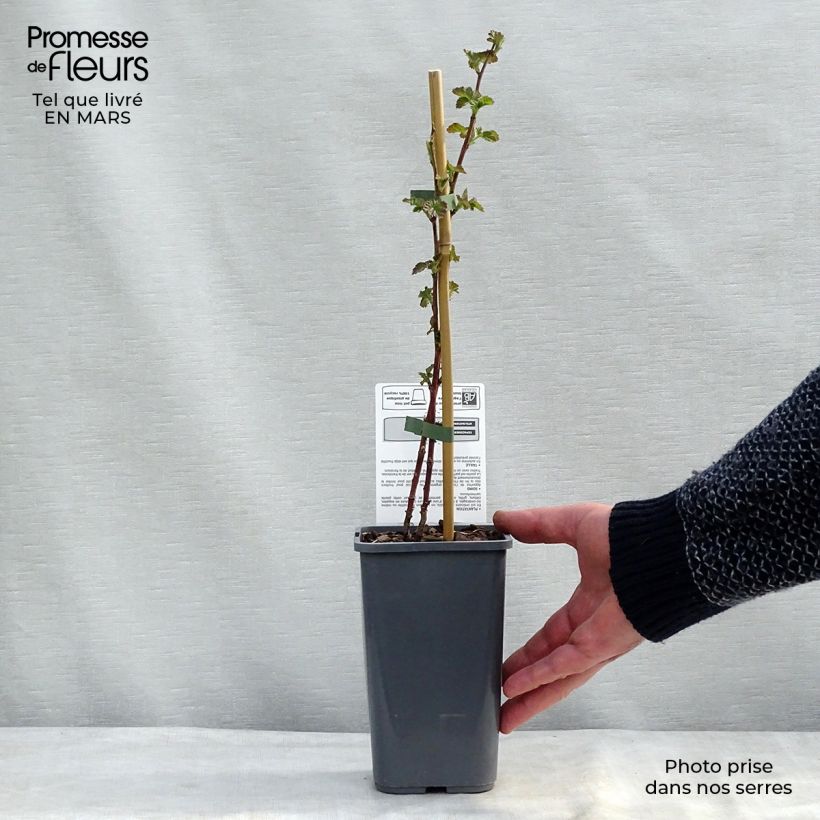 Amostra de Mûre Buckingham Tayberry Bio  Vaso de 1,5 L/2 L tal como entregue no inverno