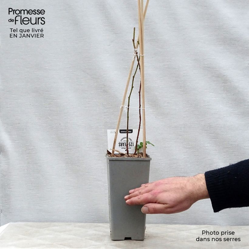 Amostra de Mûre Buckingham Tayberry - Rubus Tayberry  Vaso de 1,5 L/2 L, Tufo tal como entregue no inverno