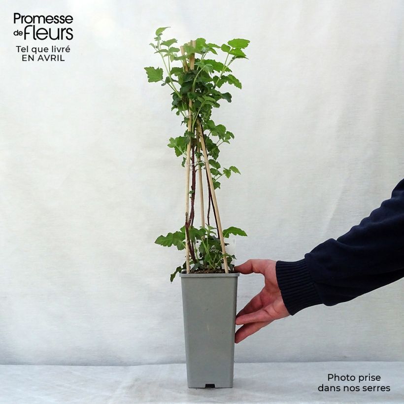 Amostra de Amora Buckingham Tayberry - Rubus Tayberry Vaso de 1,5 L/2 L, Tufo tal como entregue na primavera