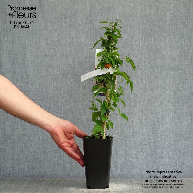 Amostra de Mûre Direttissima Montblanc - Rubus fruticosus  Vaso de 2 L/3 L, Tufo tal como entregue na primavera