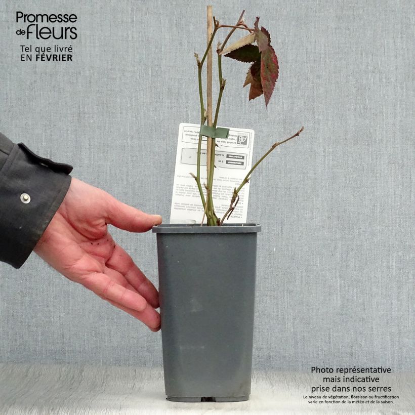 Amostra de Mûre Dirksen Bio Pot de 1L/1,5L tal como entregue no inverno