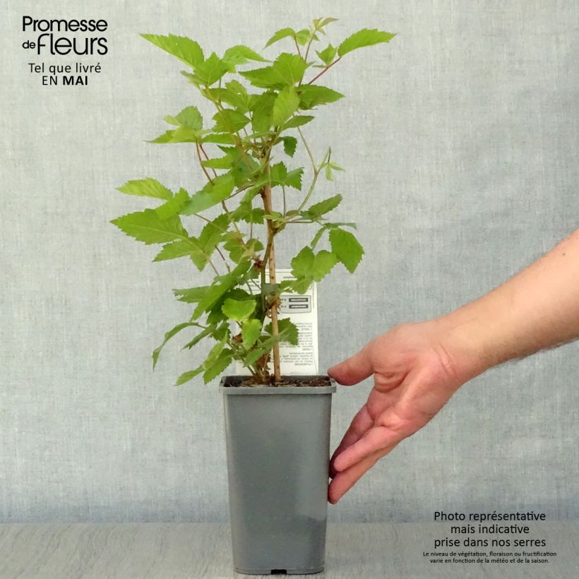 Amostra de Amora-preta Dirksen Bio Vaso de 1 L/1,5 L tal como entregue na primavera