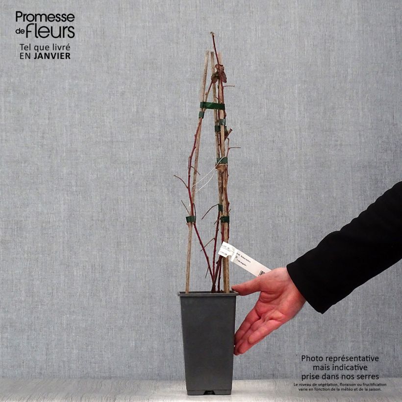 Amostra de Mûre Medana Tayberry - Mûre-framboise Vaso de 1,5 L/2 L tal como entregue no inverno