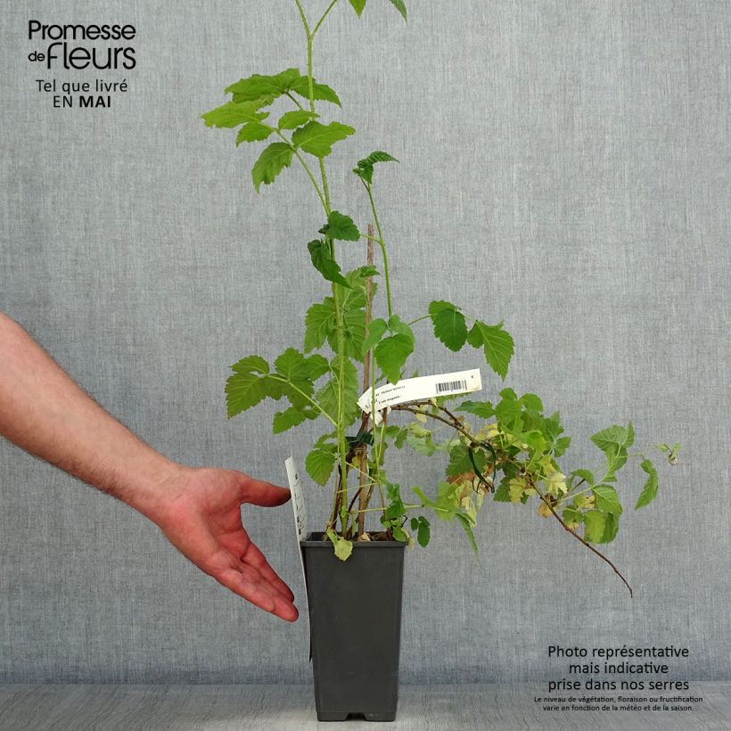 Amostra de Amora-silvestre Medana Vaso de 1,5 L/2 L tal como entregue na primavera