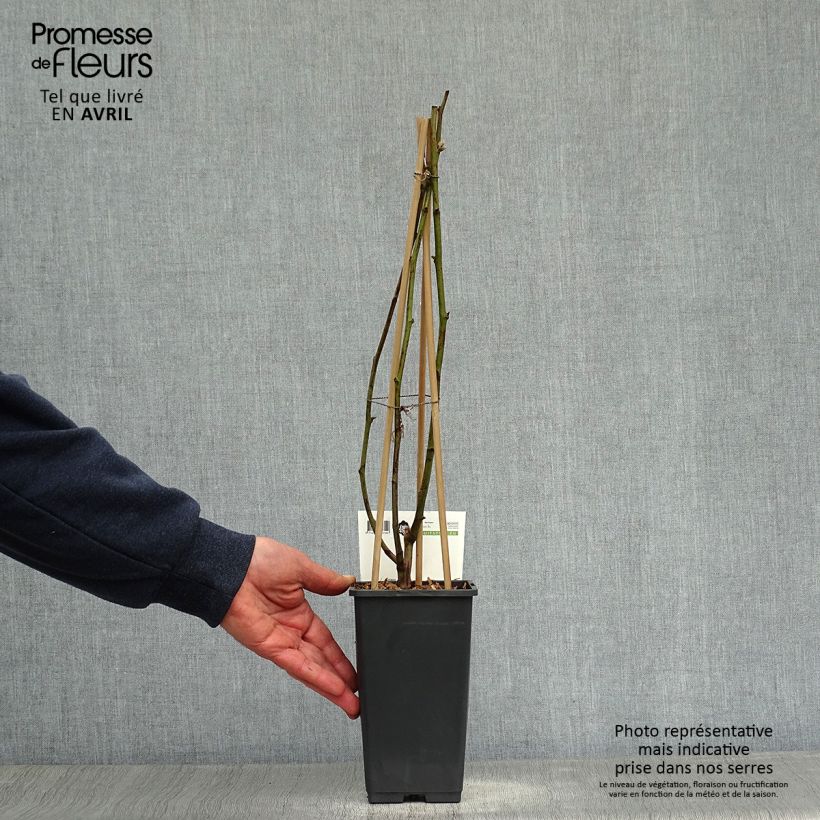 Amostra de Amora-silvestre Reuben Vaso de 1,5 L/2 L tal como entregue na primavera