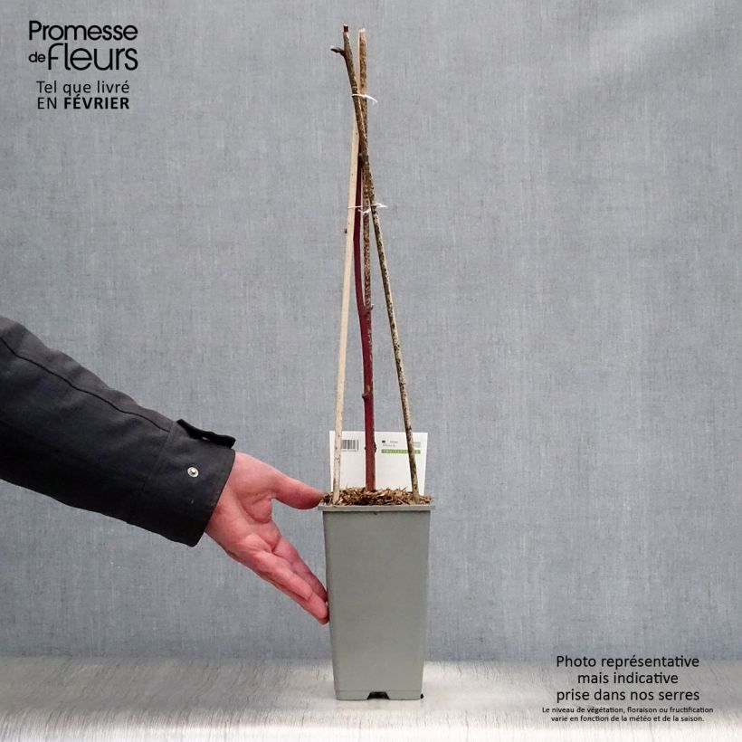 Amostra de Mûre remontante Reuben Vaso de 1,5 L/2 L tal como entregue no inverno