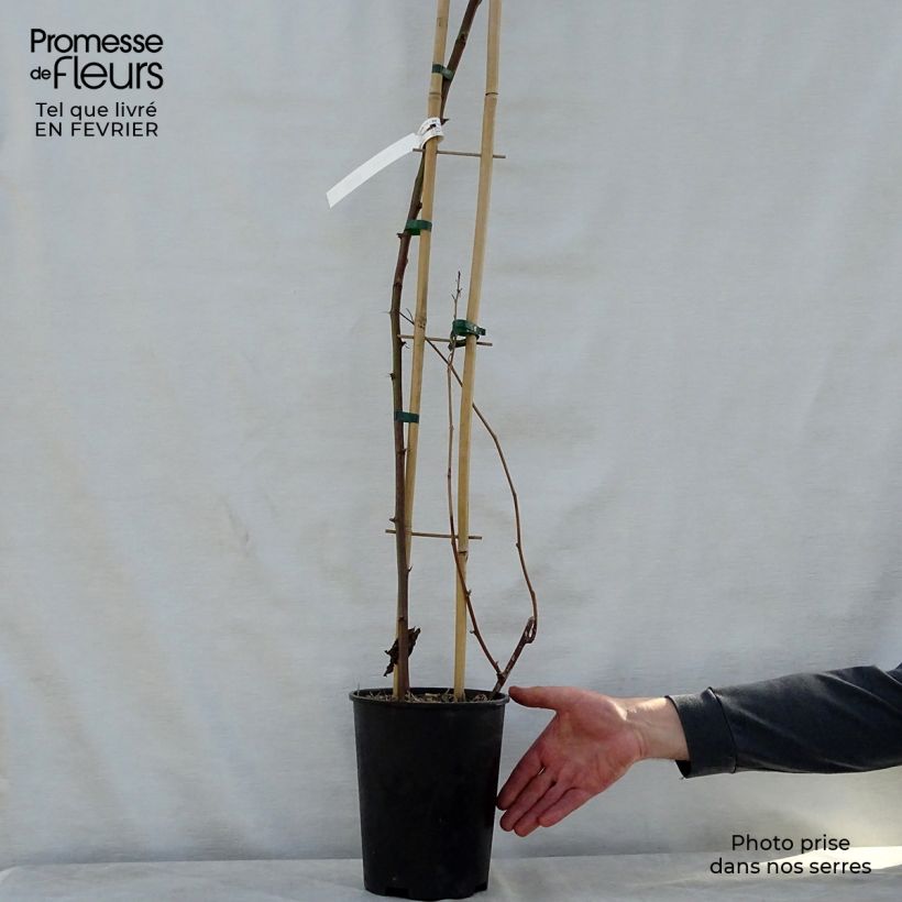 Amostra de Mûre remontante Reuben Vaso de 4 L/5 L, Tufo tal como entregue no inverno