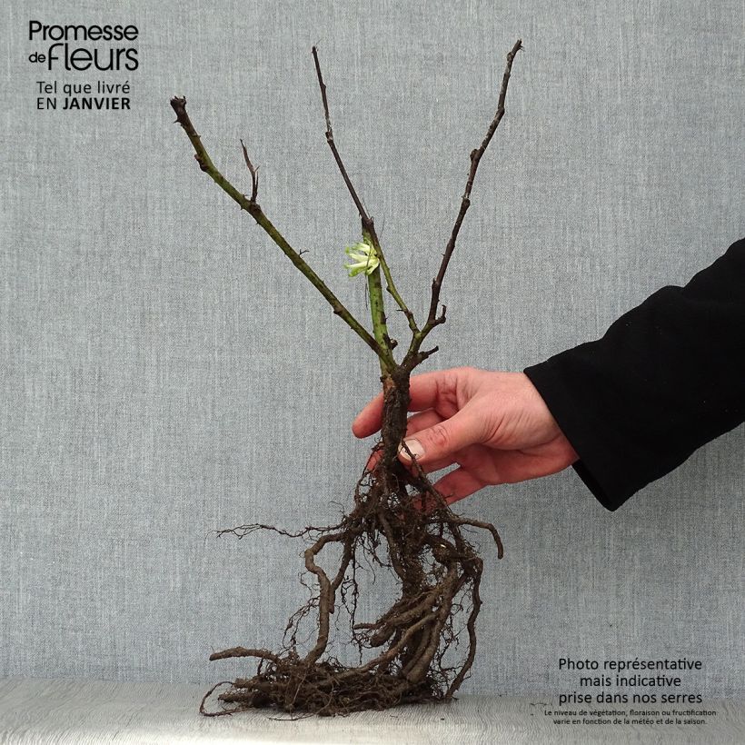 Amostra de Mûre remontante Reuben Raízes nuas tal como entregue no inverno