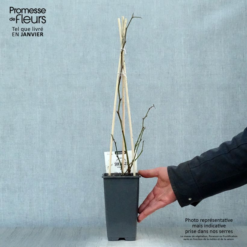 Amostra de Mûre sans épines Thornfree - Rubus fruticosus Vaso de 1,5 L/2 L, Tufo tal como entregue no inverno