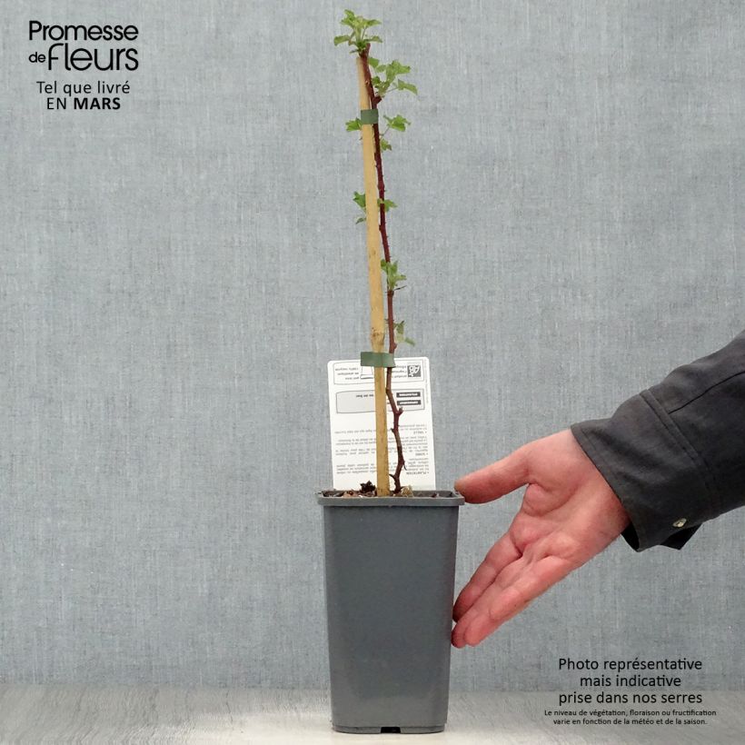 Amostra de Amora Dorman Red Bio Vaso de 1,5 L/2 L tal como entregue na primavera