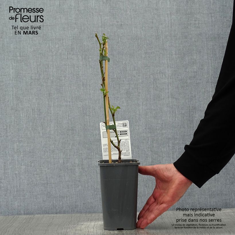 Amostra de Mûre des jardins Little Black Prince Vaso de 1,5 L/2 L, Tufo tal como entregue no inverno