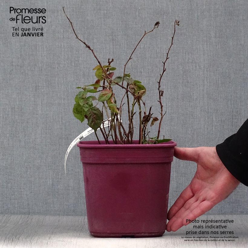 Amostra de Mûre naine sans épines Purple Opal - Rubus fruticosus  Pot de 4L/5L tal como entregue no inverno