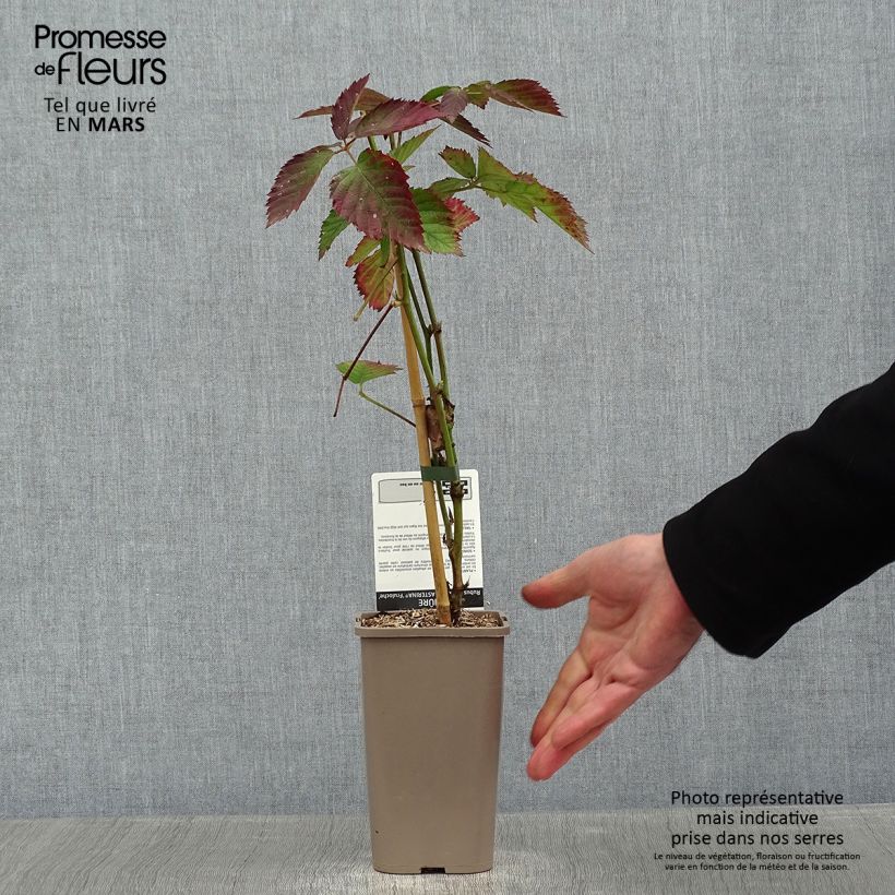 Amostra de Mûre sans épines Asterina Pot de 1,5L/2L tal como entregue no inverno