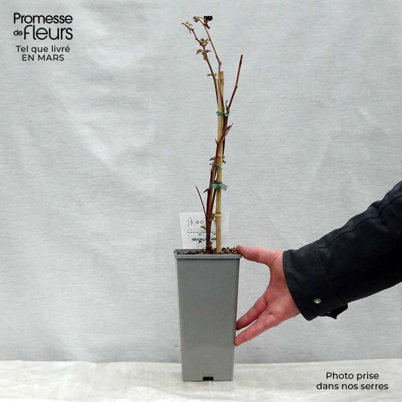 Amostra de Amora-silvestre Black Satin sem espinhos Vaso de 1,5 L/2 L, Tufo tal como entregue na primavera