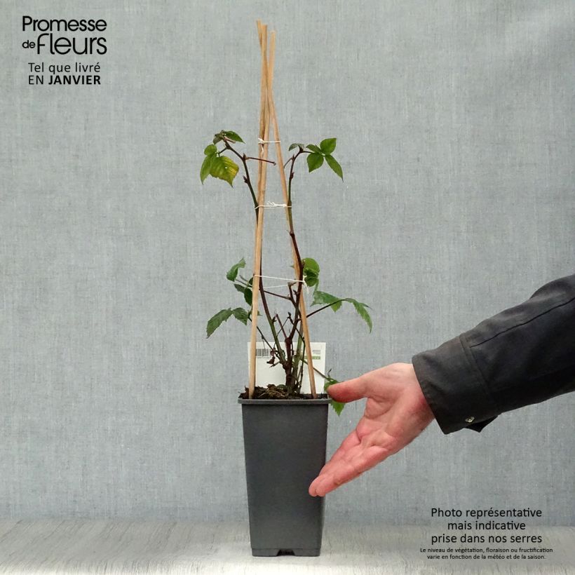 Amostra de Mûre sans épines Black Satin Vaso de 1,5 L/2 L, Tufo tal como entregue no inverno