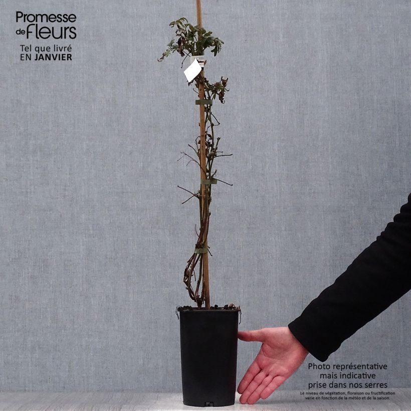 Amostra de Mûre sans épines Geante Des Jardins Vaso de 2 L/3 L tal como entregue no inverno