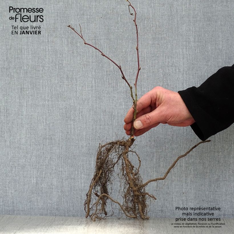 Amostra de Mûre sans épines Jumbo Vaso de 1,5 L/2 L tal como entregue no inverno