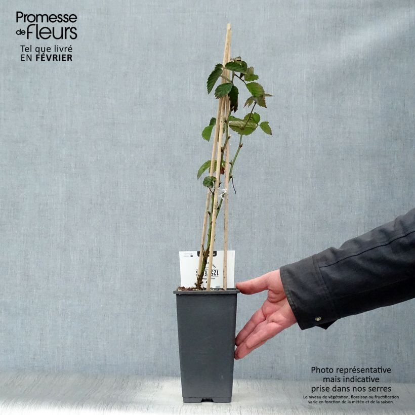 Amostra de Mûre sans épines Loch Ness Vaso de 1,5 L/2 L, Tufo tal como entregue no inverno