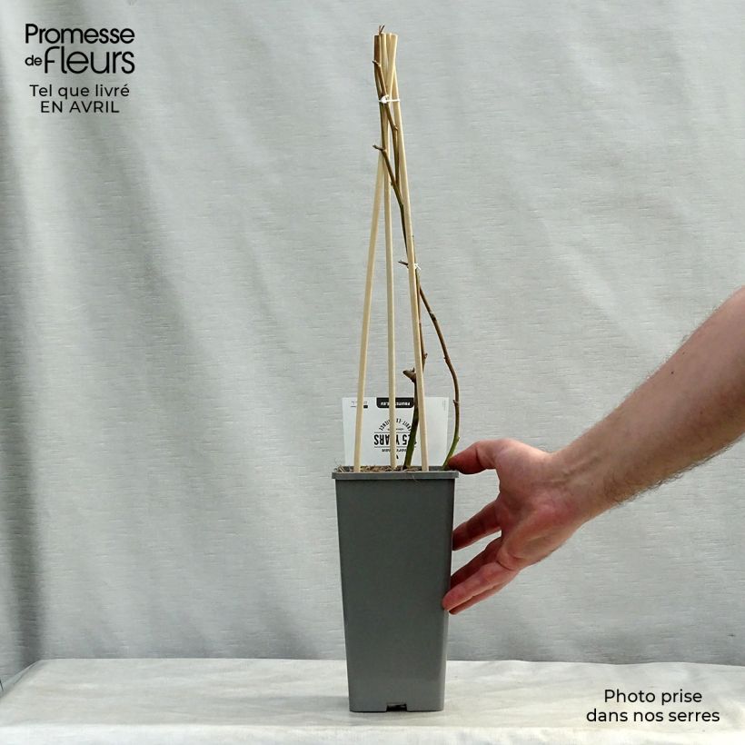 Amostra de Amora-silvestre Loch Ness sem espinhos Vaso de 1,5 L/2 L, Tufo tal como entregue na primavera