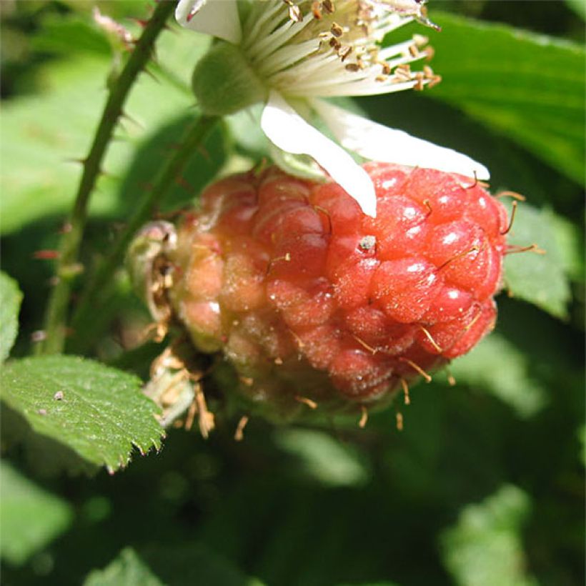 Amora-framboesa Loganberry sem espinhos (Colheita)