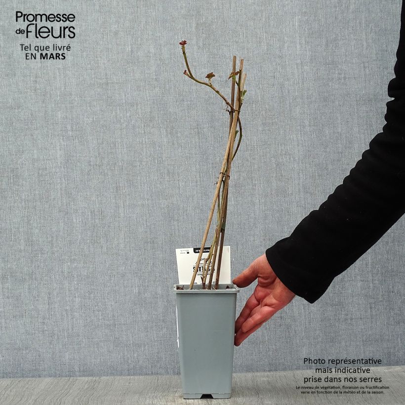 Amostra de Mûre sans épines Loganberry - Mûre-framboise Vaso de 1,5 L/2 L, Tufo tal como entregue no inverno