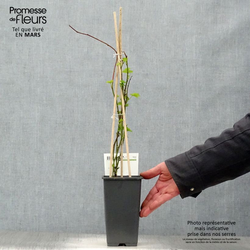 Amostra de Amora-framboesa Loganberry sem espinhos Vaso de 1,5 L/2 L, Tufo tal como entregue na primavera