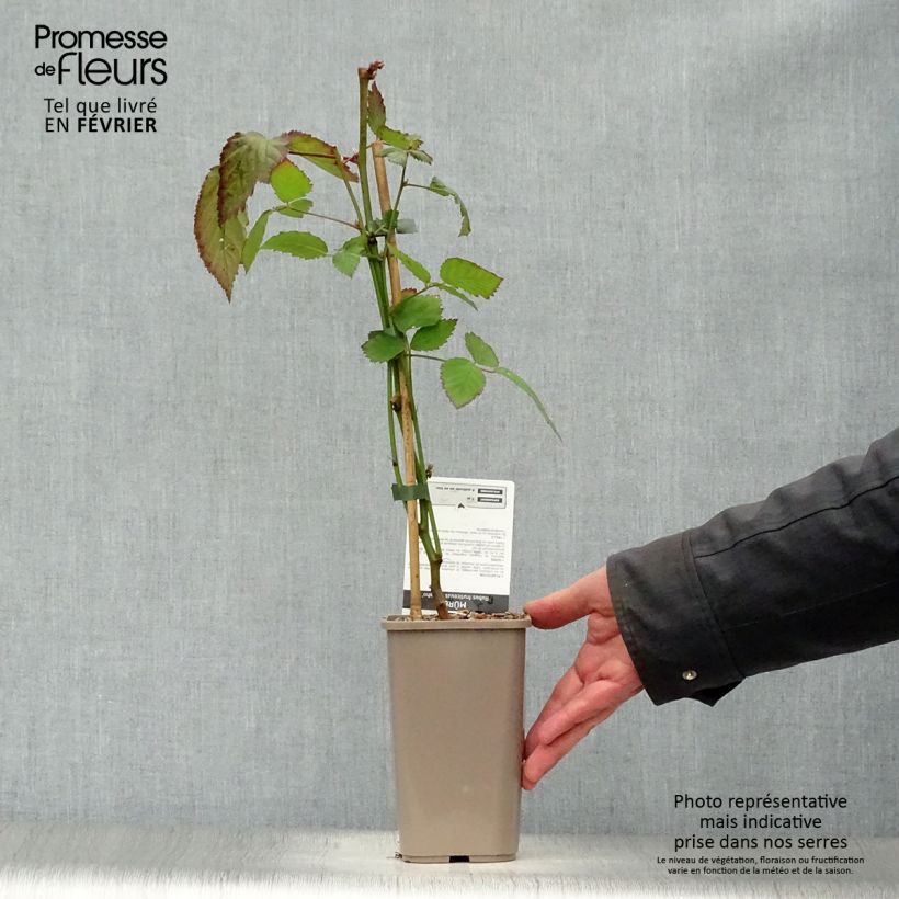 Amostra de Mûre sans épines Navaho Pot de 1,5L/2L, Touffe tal como entregue no inverno