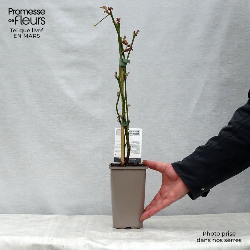 Amostra de Amora-silvestre Navaho sem espinhos Vaso de 1,5 L/2 L, Tufo tal como entregue na primavera