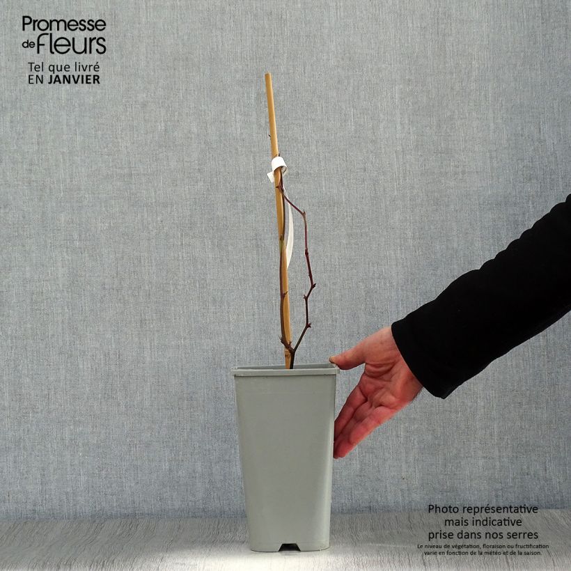 Amostra de Mûre sans épines Oregon Thornless Vaso de 1,5 L/2 L tal como entregue no inverno