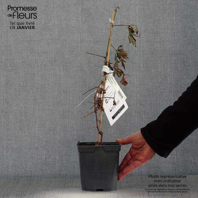 Amostra de Mûre sans épines Oregon Thornless Vaso de 2 L/3 L tal como entregue no inverno