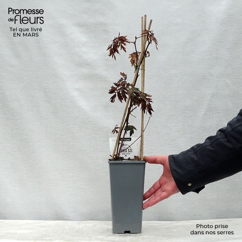 Amostra de Amora-silvestre Thornless Evergreen sem espinhos Vaso de 1,5 L/2 L, Tufo tal como entregue na primavera