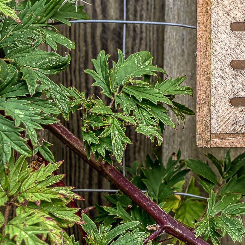 Amora-silvestre Thornless Evergreen sem espinhos (Folhagem)