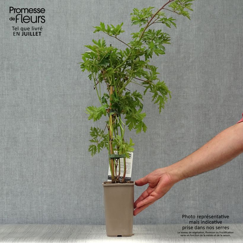 Amostra de Amora-silvestre Thornless Evergreen sem espinhos Vaso de 1,5 L/2 L, Tufo tal como entregue no verão