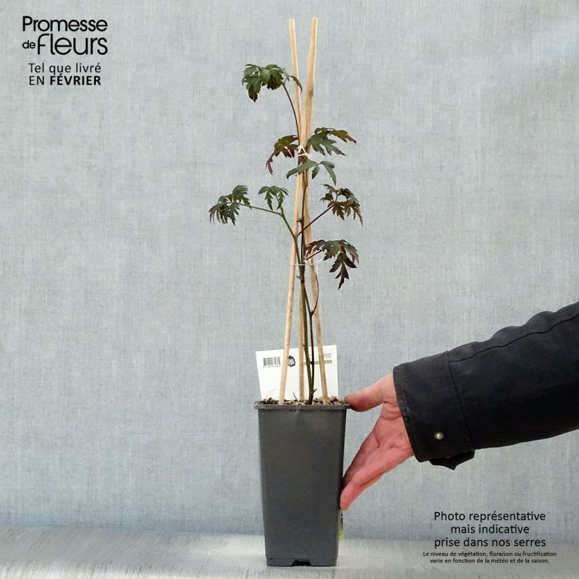 Amostra de Mûre sans épines Thornless Evergreen Vaso de 1,5 L/2 L, Tufo tal como entregue no inverno