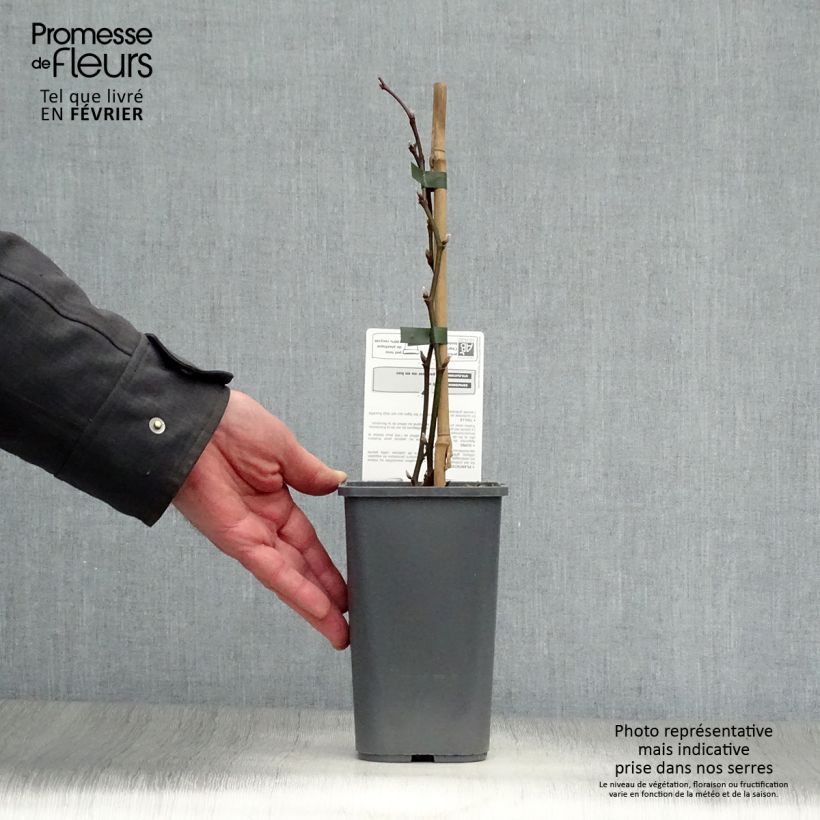 Amostra de Mûre sans épines Triple Crown Bio Pot de 1,5L/2L tal como entregue no inverno