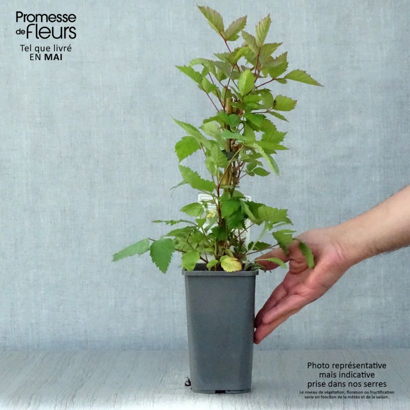 Amostra de Amora-silvestre Triple Crown Bio Vaso de 1,5 L/2 L tal como entregue na primavera