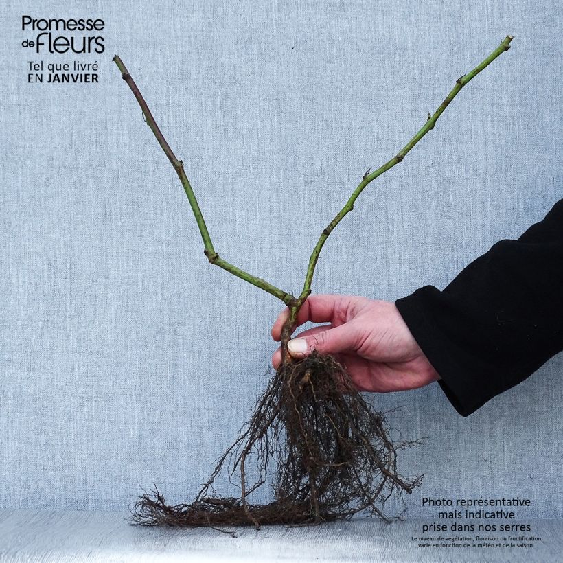 Amostra de Mûrier sans épines Triple Crown Raízes nuas tal como entregue no inverno