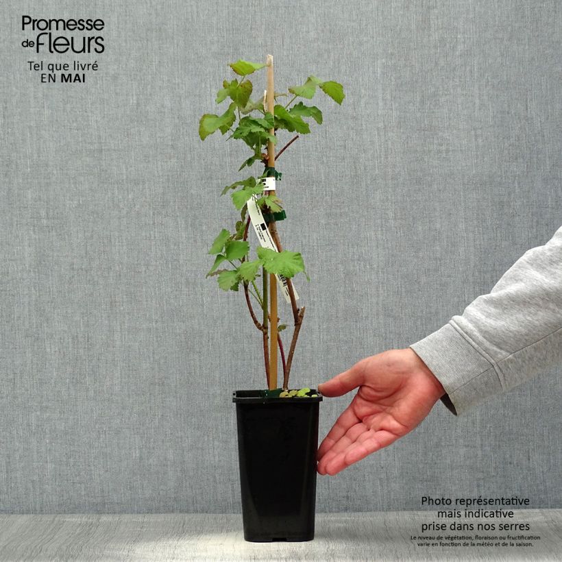 Amostra de Amora Tayberry Bounty Berry - Amora-framboesa Vaso de 1,5 L/2 L tal como entregue na primavera