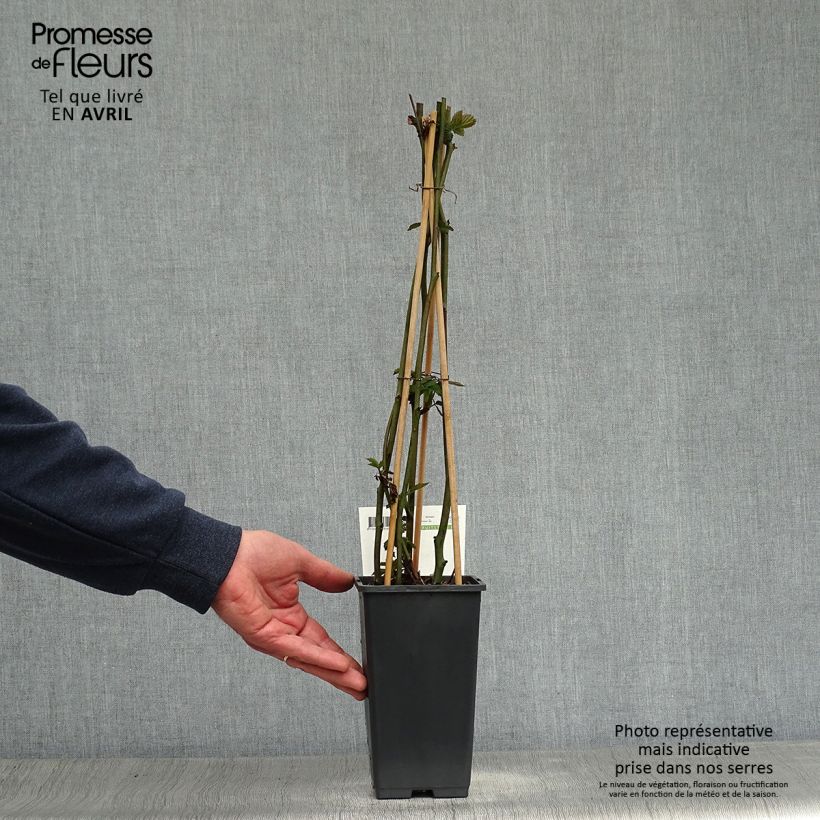 Amostra de Amora-silvestre Triple Crown sem espinhos Vaso de 1,5 L/2 L, Tufo tal como entregue na primavera