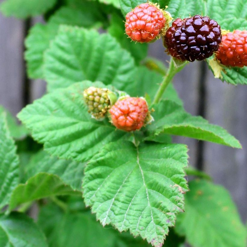 Amora-framboesa Boysenberry (Folhagem)