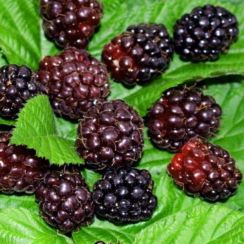 Amora-framboesa Boysenberry (Colheita)