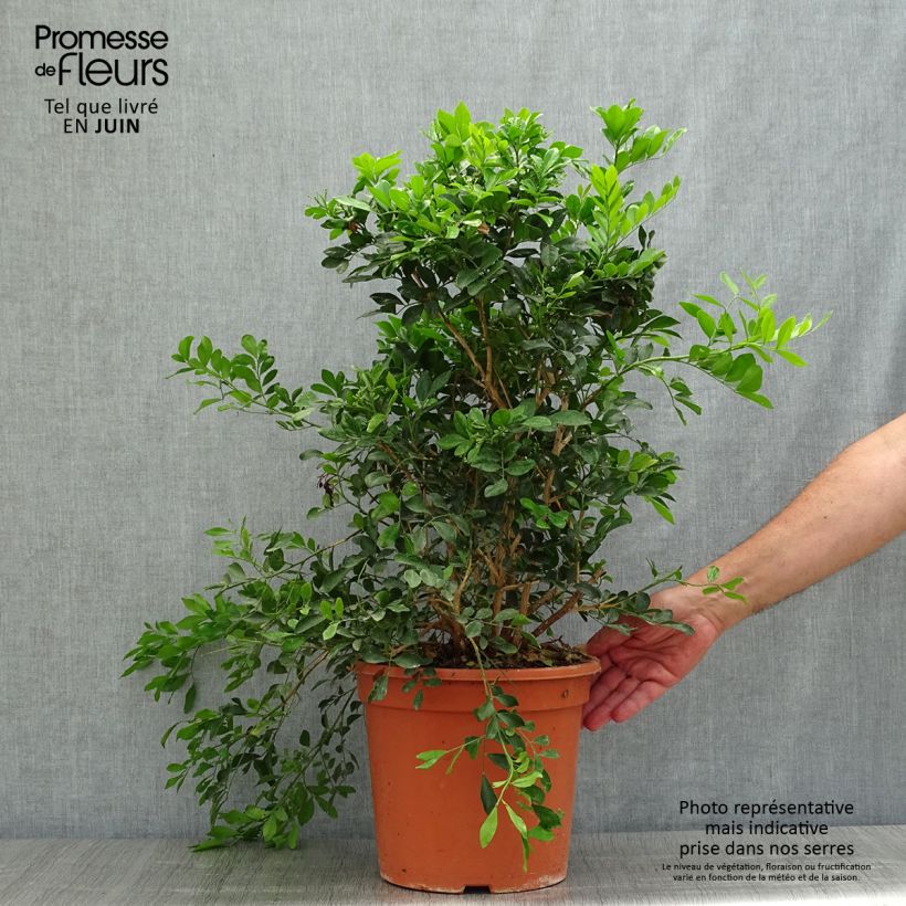 Amostra de Murraya paniculata - Buis de Chine, Bois jasmin Vaso de 3 L/4 L tal como entregue no verão