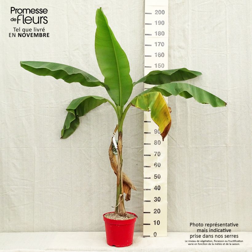 Amostra de Musa basjoo - Bananeira-japonesa Vaso de 4 L/5 L tal como entregue no outono