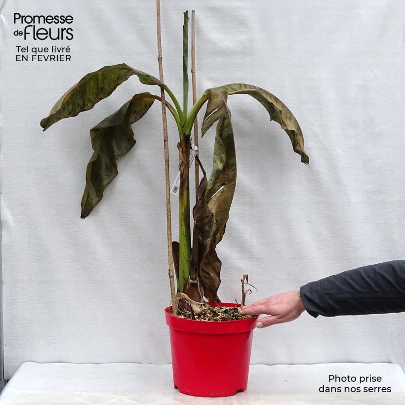 Amostra de Musa basjoo - Bananier du Japon Vaso de 4 L/5 L tal como entregue no inverno