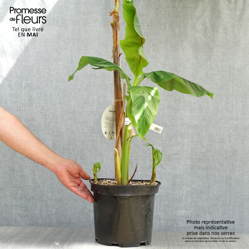 Amostra de Musa basjoo - Bananeira-japonesa Vaso de 4 L/5 L tal como entregue na primavera