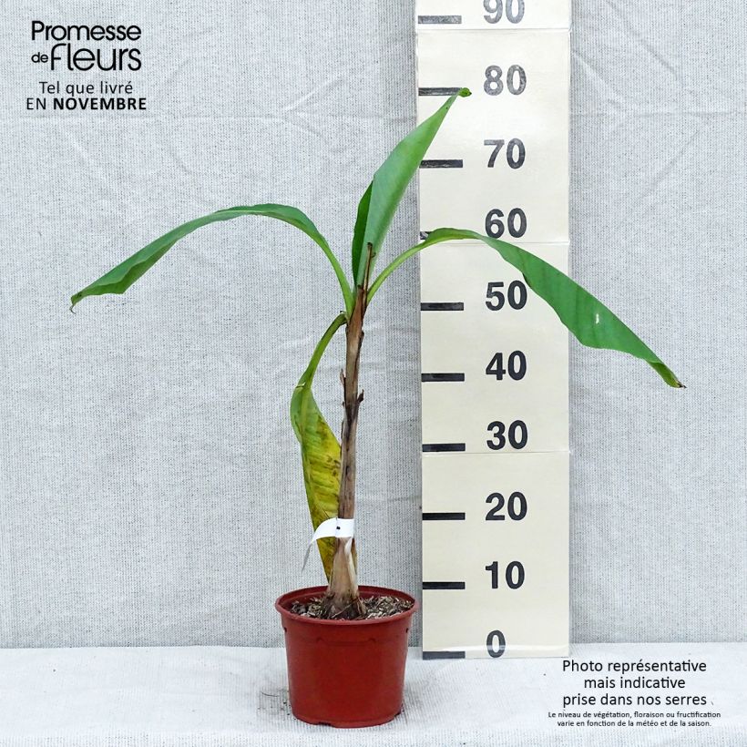 Amostra de Musa basjoo - Bananeira-japonesa Vaso de 1,5 L/2 L tal como entregue no outono