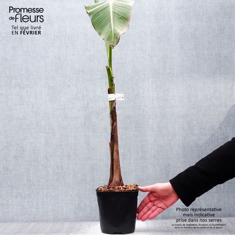 Amostra de Musa basjoo Dajiao - Bananeira-japonesa Vaso de 4 L/5 L tal como entregue no inverno